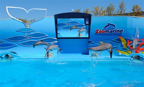 zoomarine golfinhos